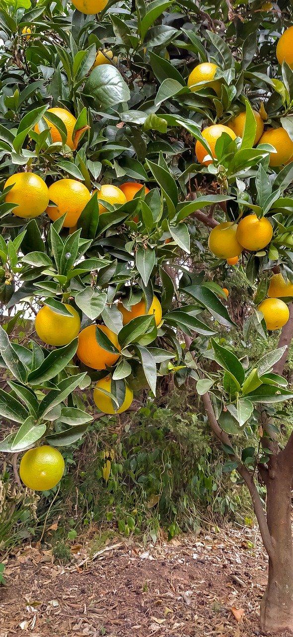 3. 橘园投产时间