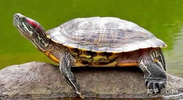 按价格排序常见观赏龟类推荐（水龟篇） - 知乎