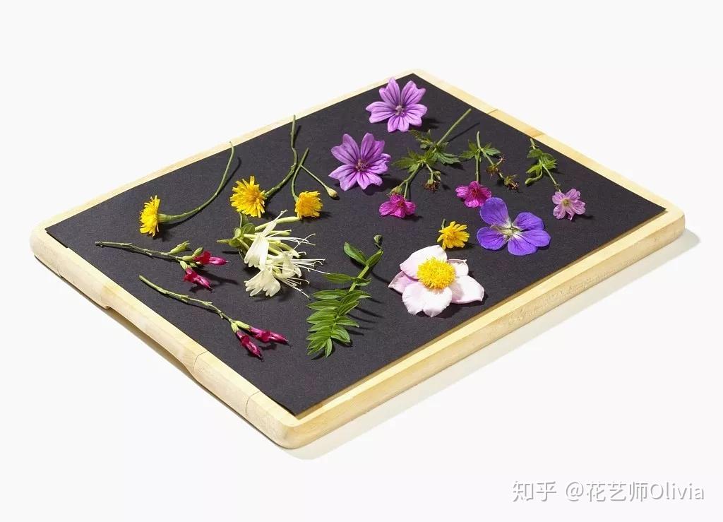 手作 | 植物压花,留住美的秘密 - 知乎