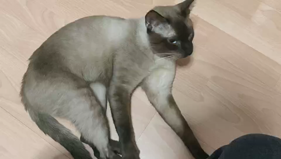 怎么看猫咪有没有被打过 v2-4db4c50fbfb4313a604a02d95e3df928.jpg