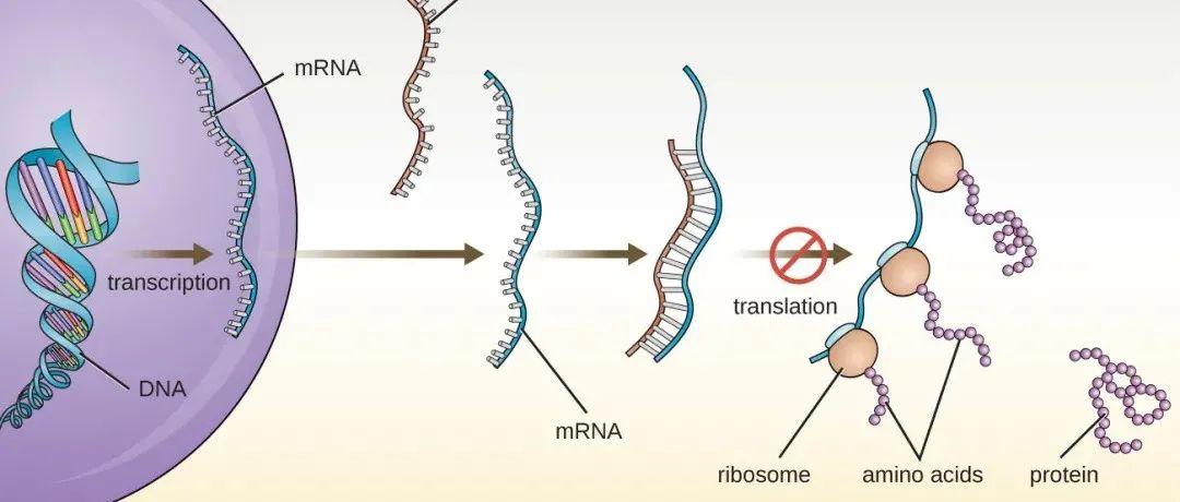 收藏！mRNA工艺技术平台之(2)mRNA原液 - 知乎