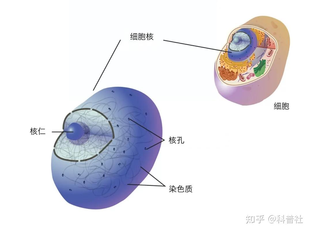 首先,mrna根本进不去细胞核,接触不到深居在细胞核内的dna