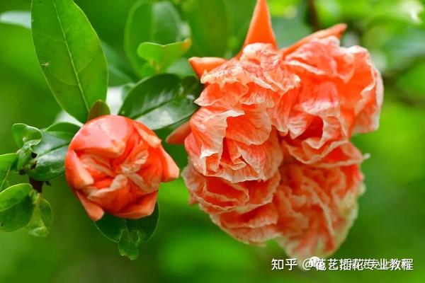 花语故事丨你几月出生 就是哪种花 看看你与哪个 花神 最投缘 知乎 花语故事丨你几月出生 就是哪种花 看看你与哪个 花神 最投缘 知乎