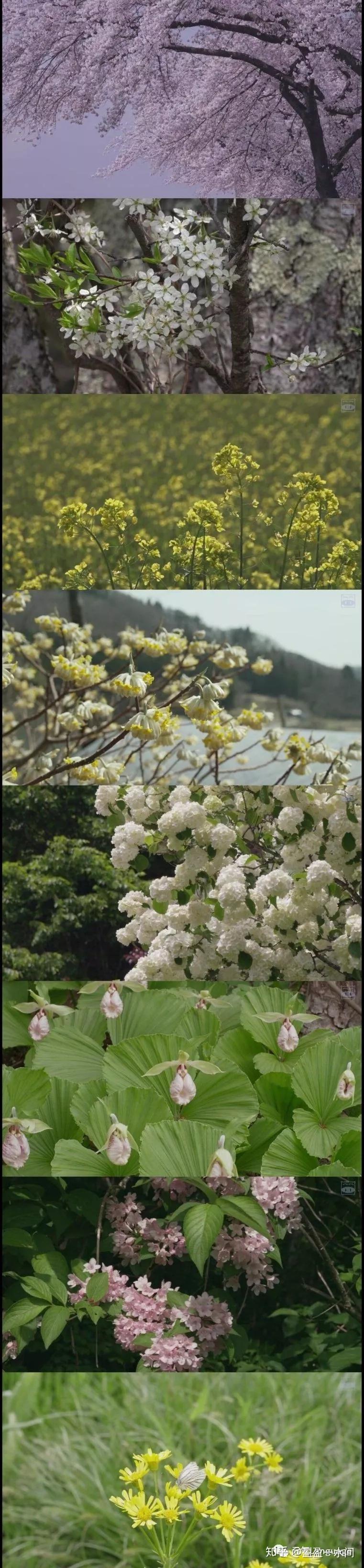 元气日影小森林冬春篇诗一般的田园生活