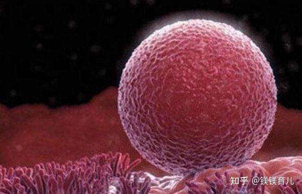 试管婴儿冻胚和鲜胚哪个移植率更高? - 知乎