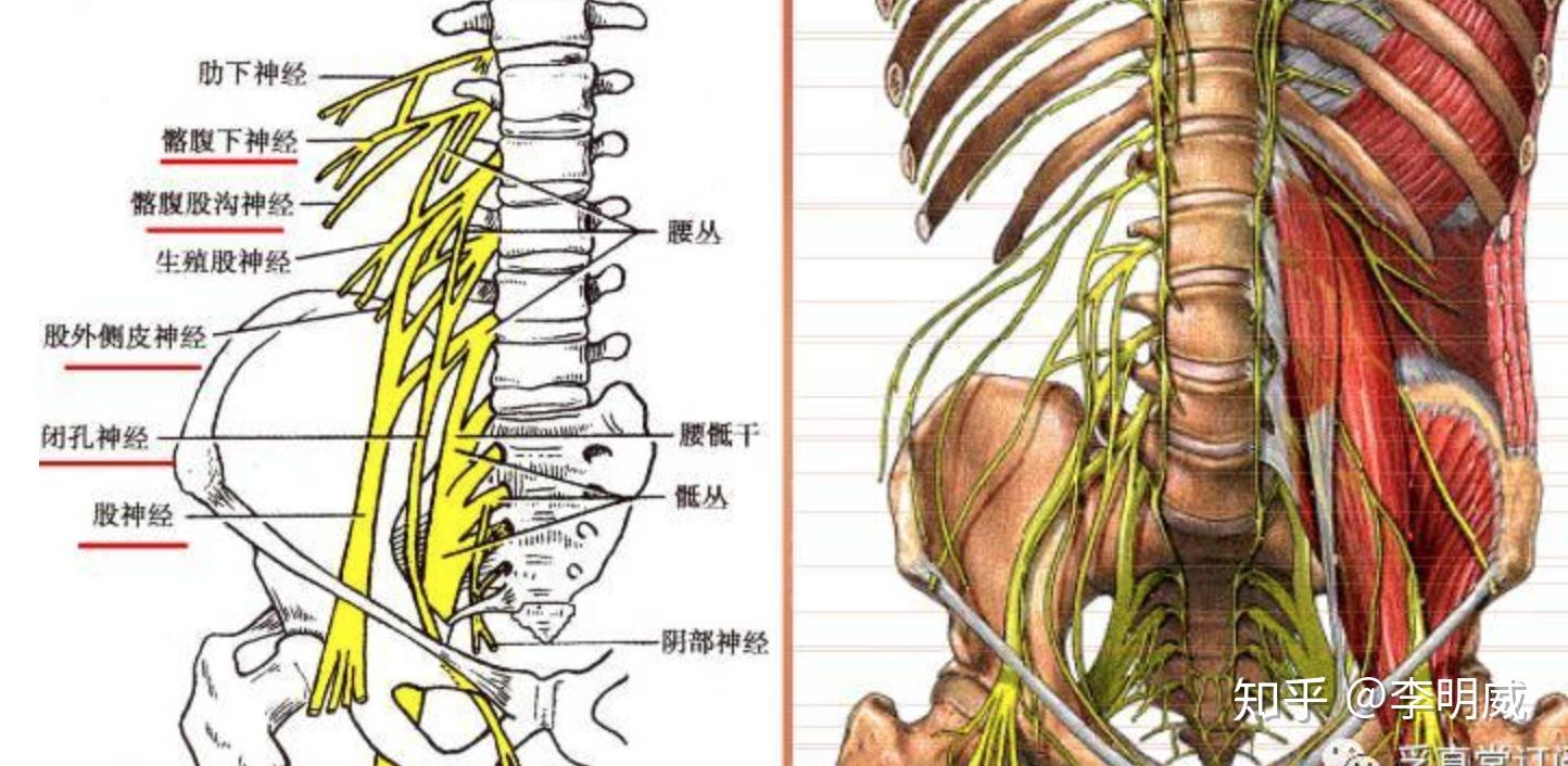 年轻人为什么会腰疼?