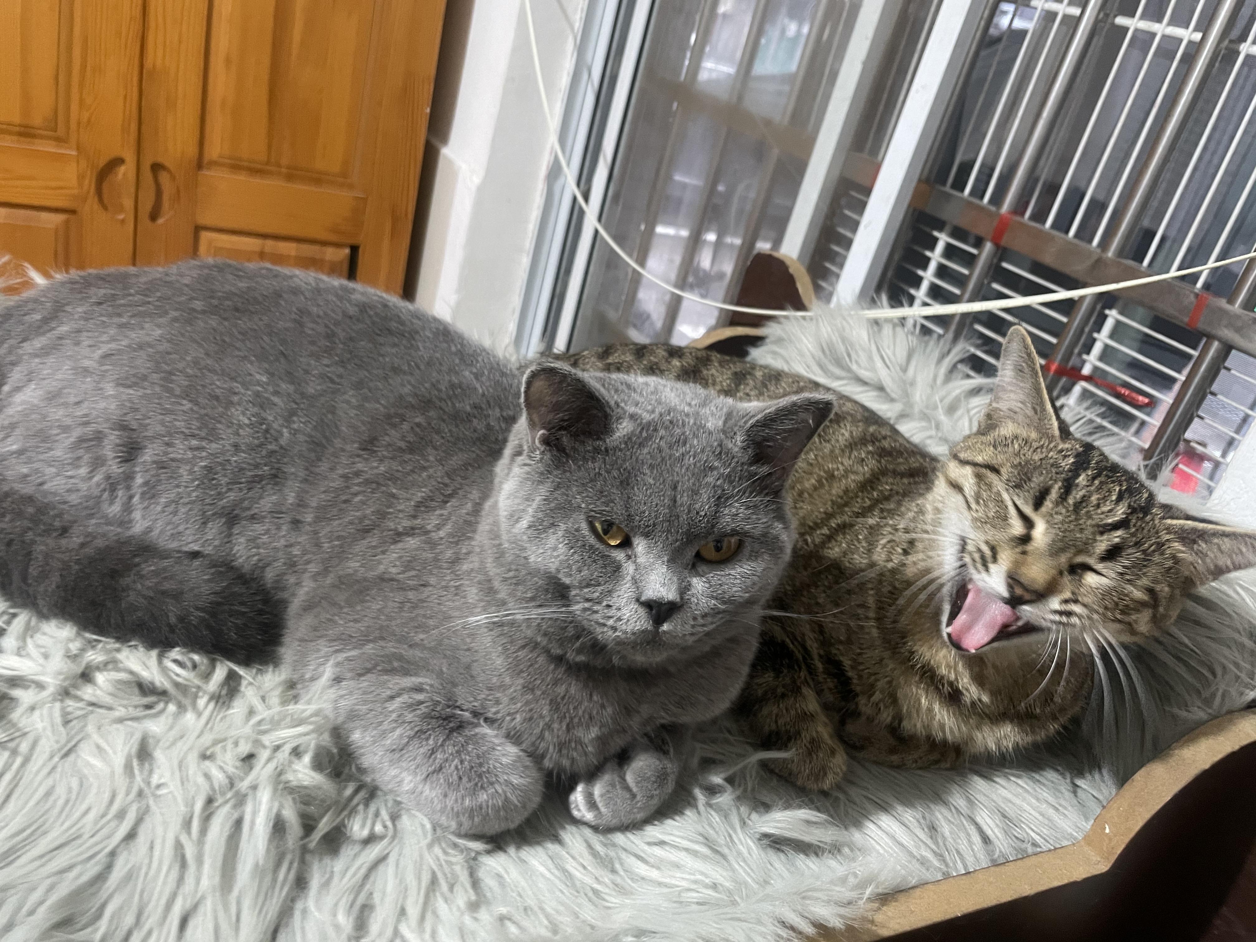 蓝猫和梨花猫后代,蓝猫基因有多强?