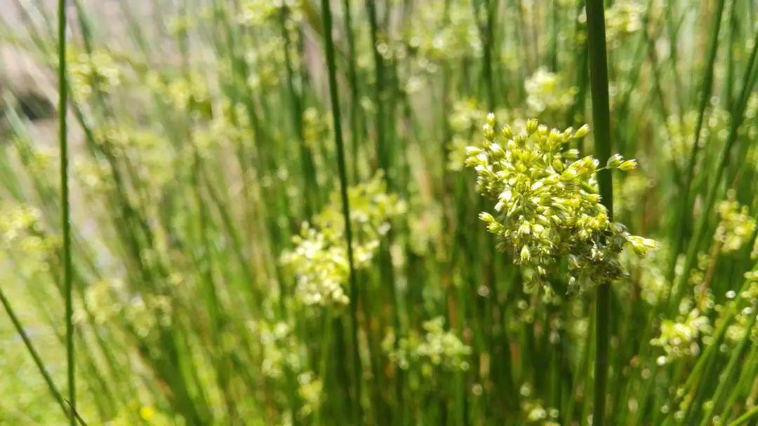 灯芯草 ：照亮大半个古代的植物 - 知乎