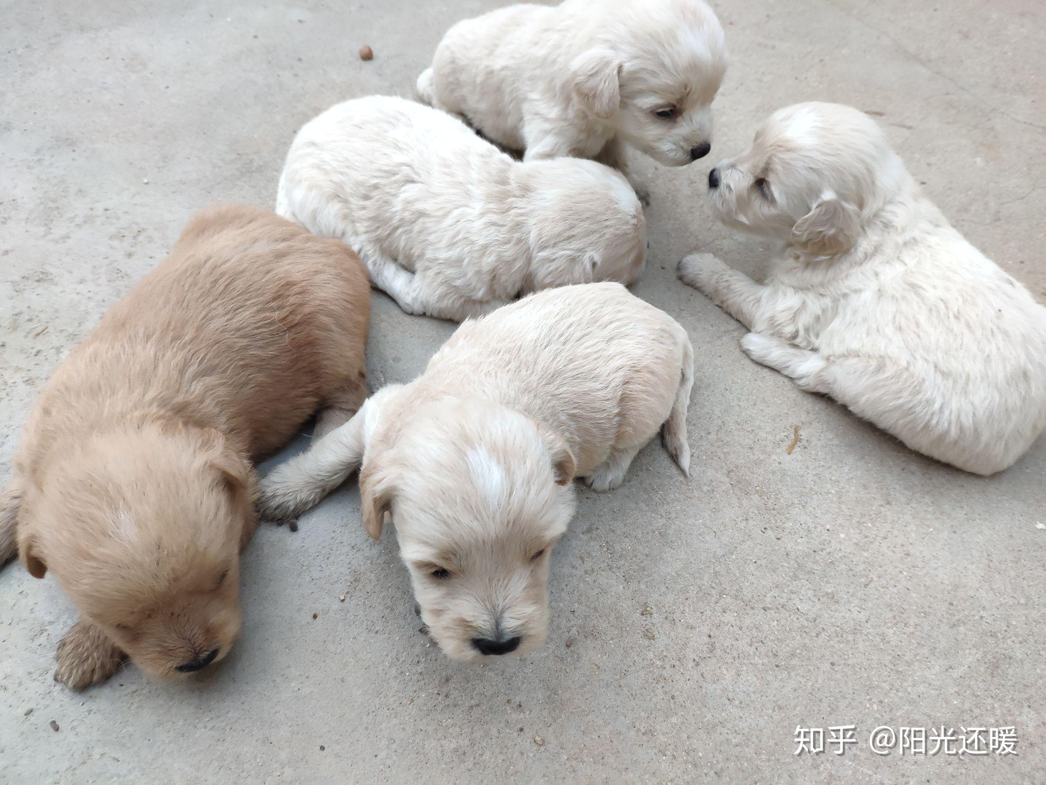 一只母泰迪和一只小土狗交配生出来的小狗是什么形态的