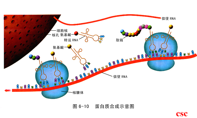 惊奇!rna聚合酶能够复制dna?