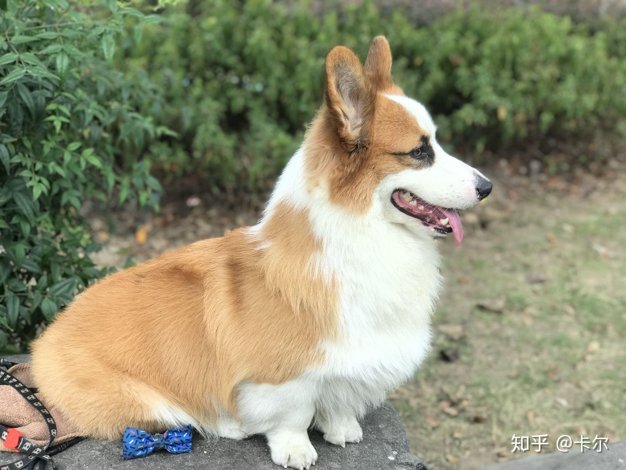 长毛鸡真是太美了