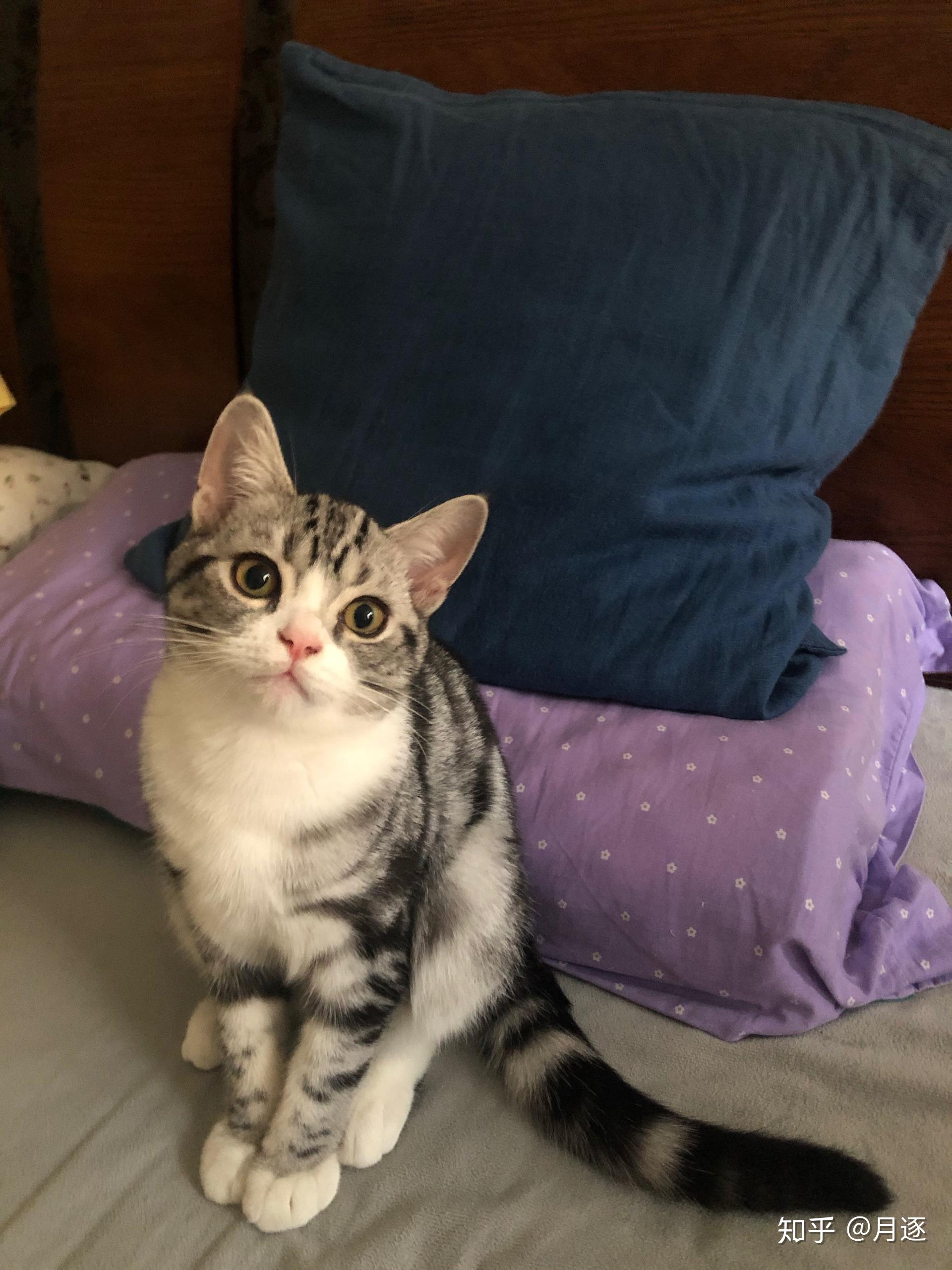 请问美短有这样的黑白颜色吗 ?