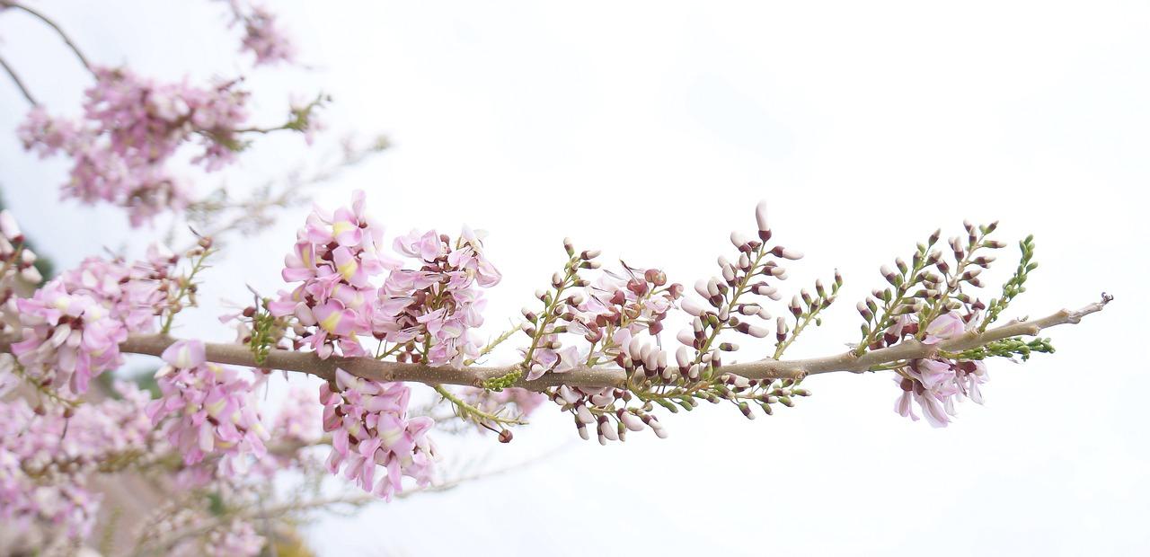 宾阳哪里有桃花