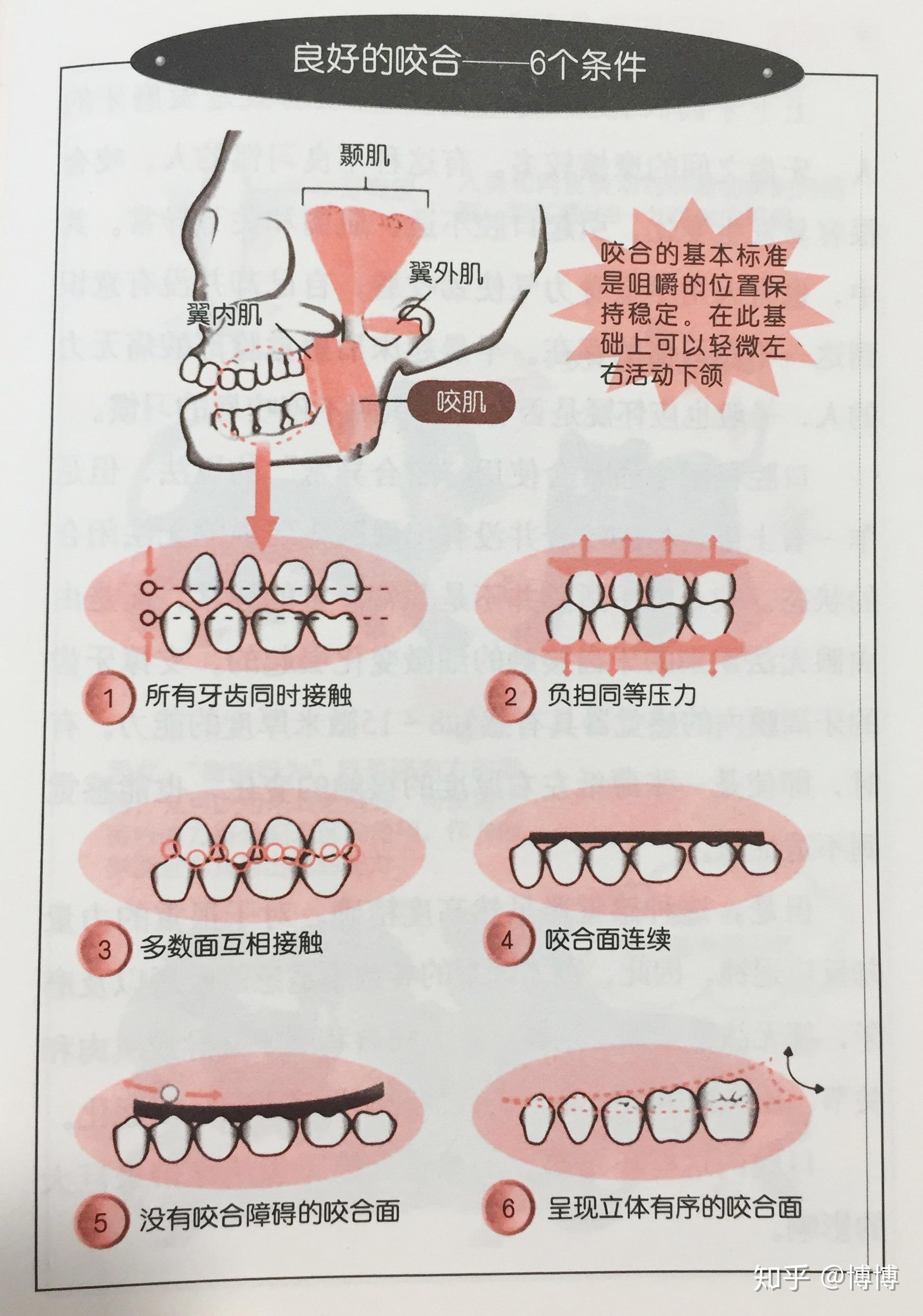 正确的咬合姿势应该是什么样的？ - 知乎