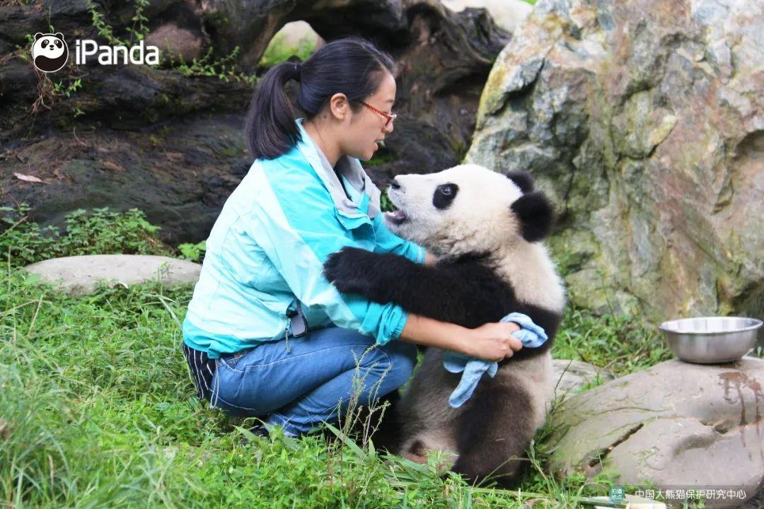 熊貓寶寶養大一位飼養員真是太不容易了