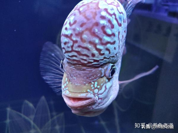 短鲷困水_龙纹短鲷水硬度_养观赏虾用困水吗