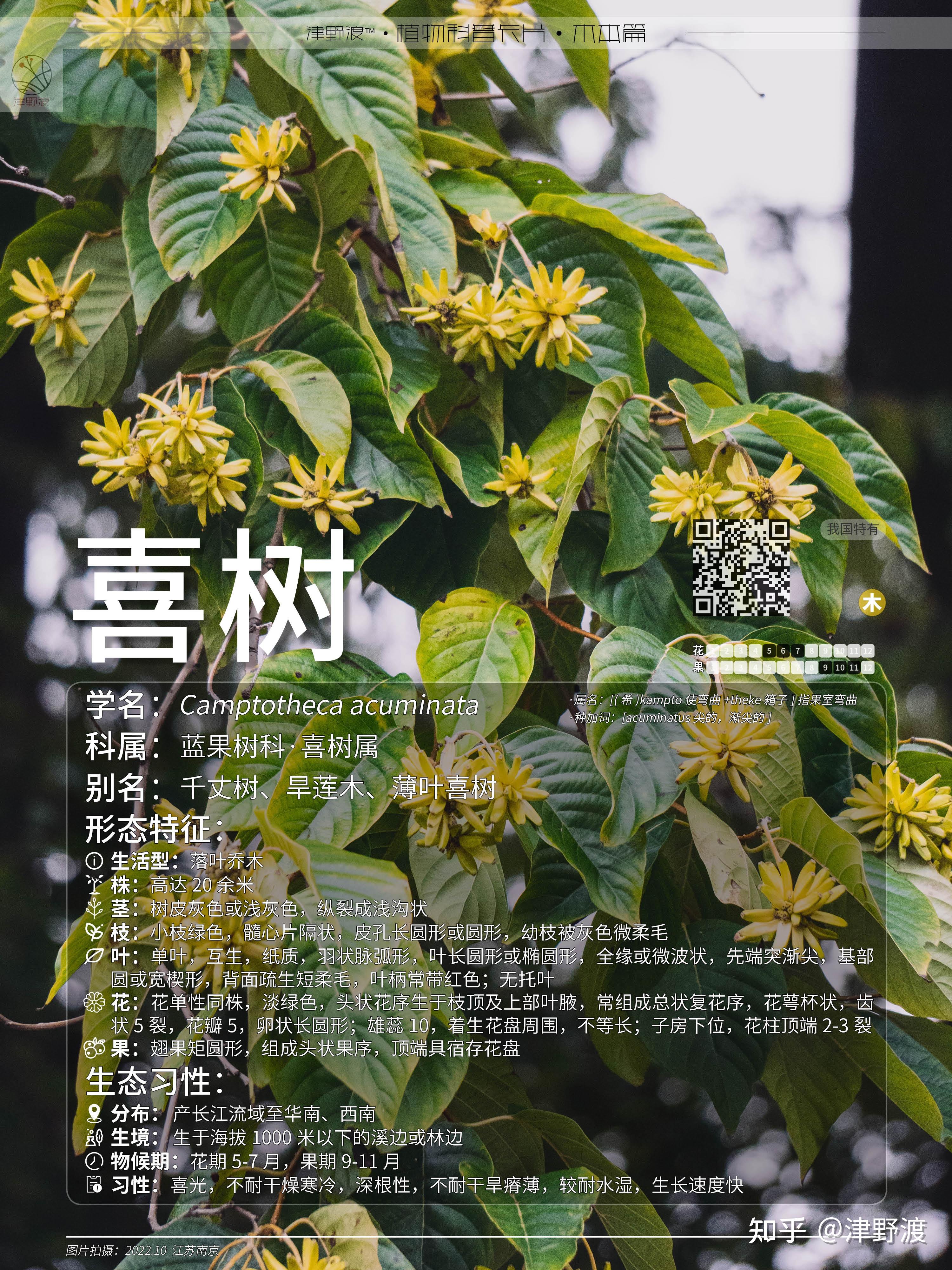 喜树Camptotheca acuminata - 知乎