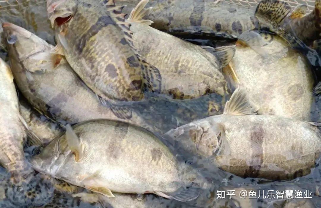 在鳜鱼的主产区,居然有钱也买不到鱼? - 知乎