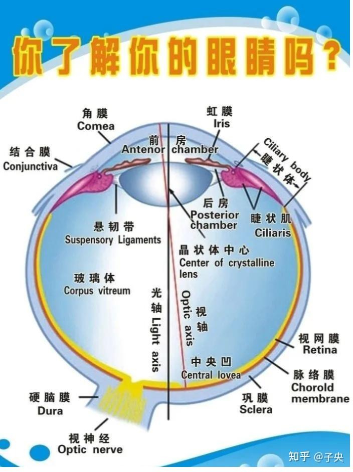 视力下降的原因之眼睛的构造