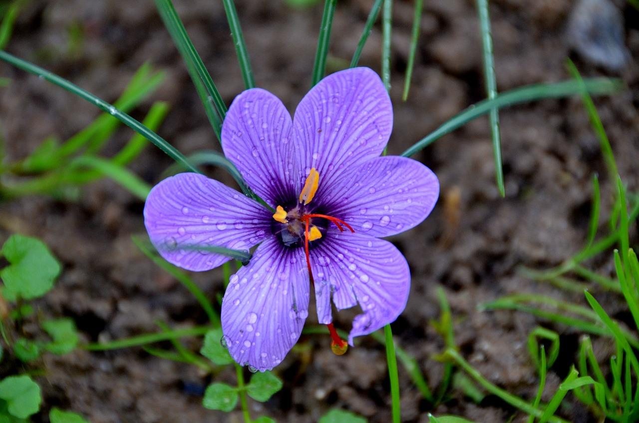 藏红花价格是多少