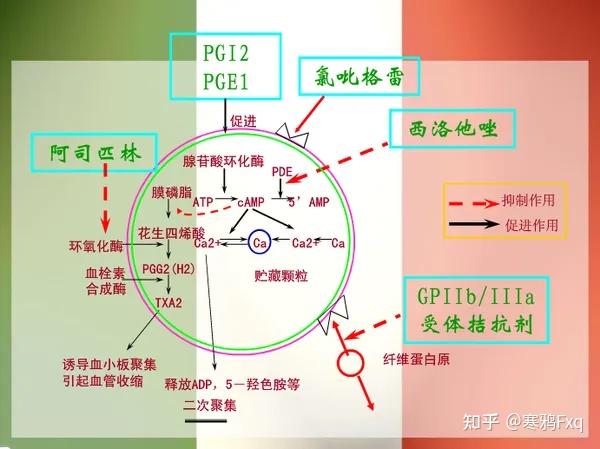 尿激酶机制图片