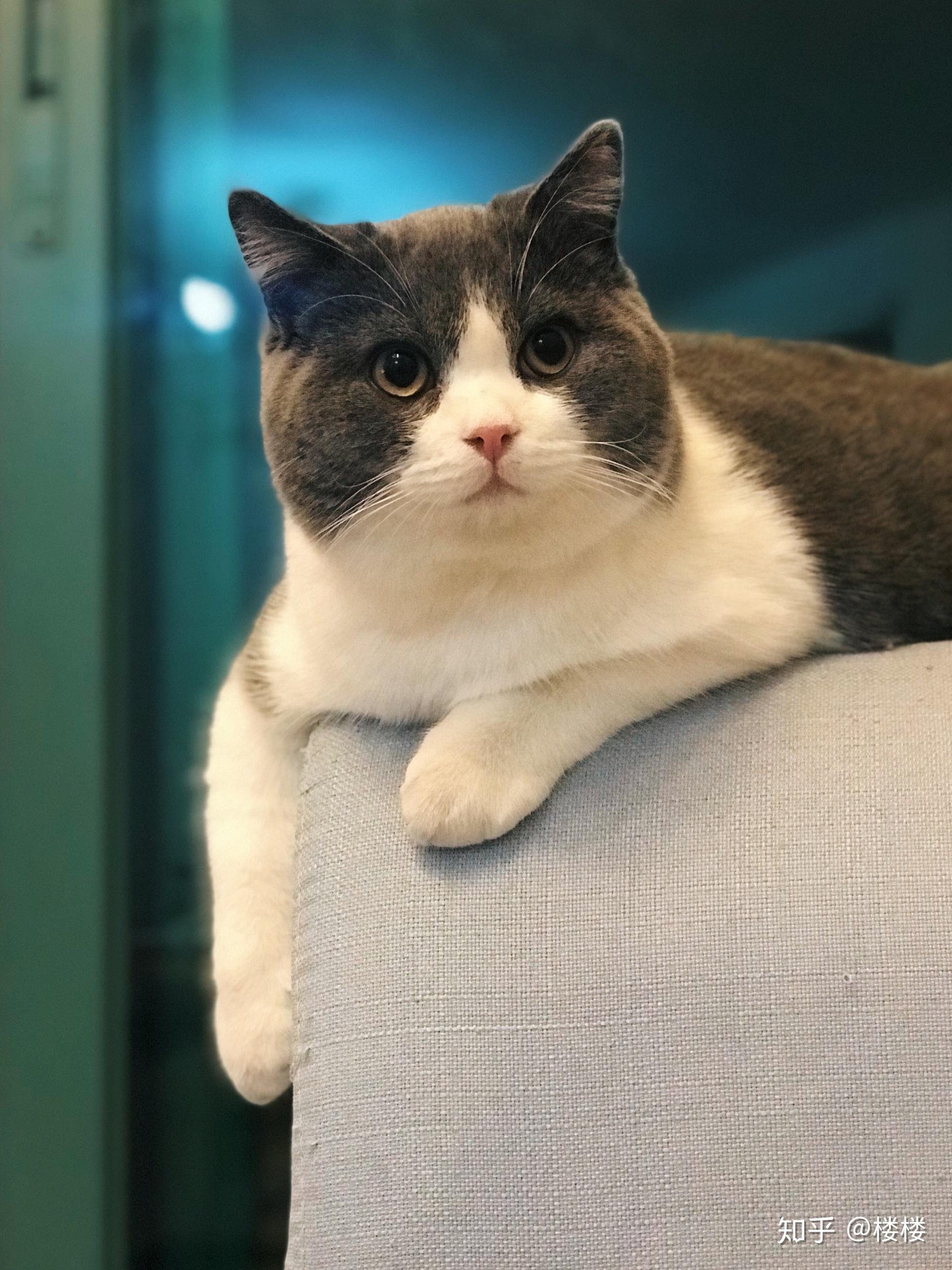 英短蓝猫脸超尖怎么破