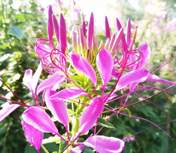 夏夜之花 醉蝶花开 知乎