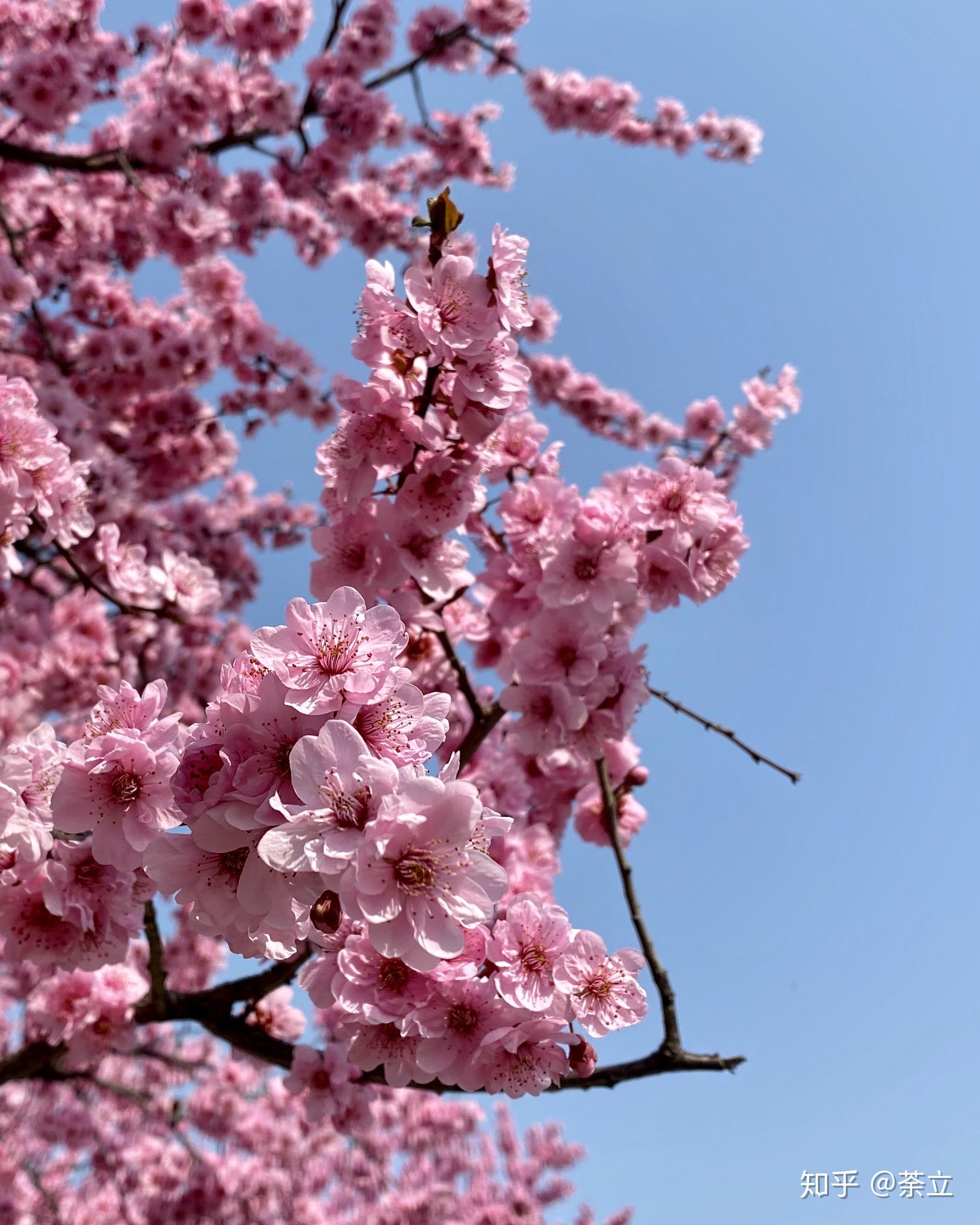 怎么区分樱花梅花桃花