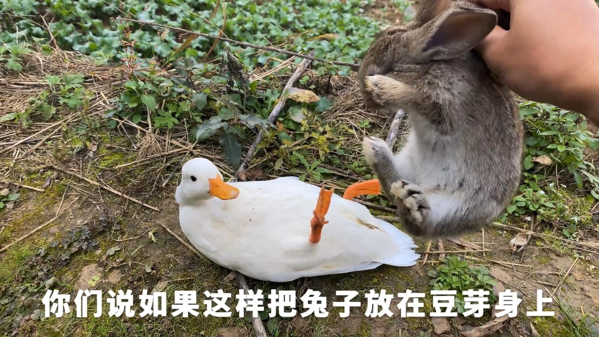 小伙捡到6只兔子,一觉醒来,兔子全部变成美女