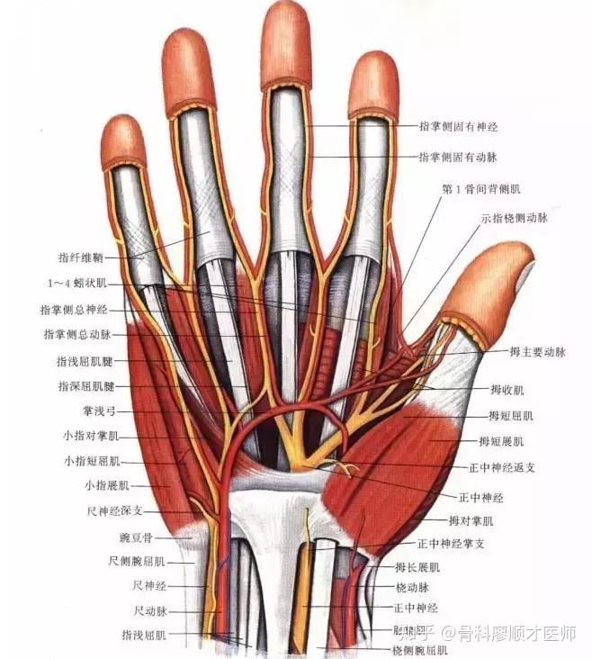 腕管综合征是很常见的疾病,好发于中老年妇女,以手