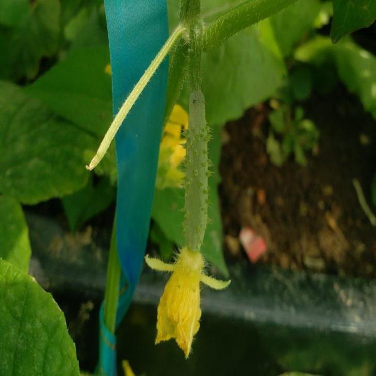 五十四种常见蔬果适宜的发芽和生长温度 赶紧收藏起来 知乎