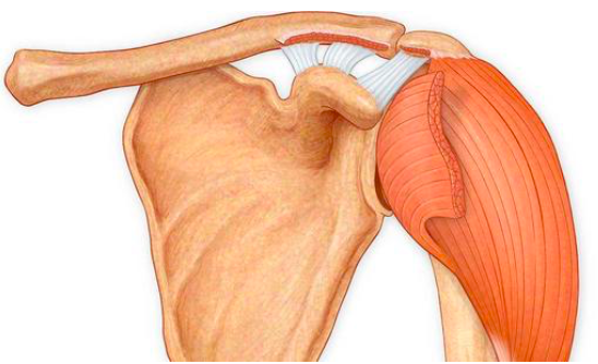 异常体态之翼状肩胛骨