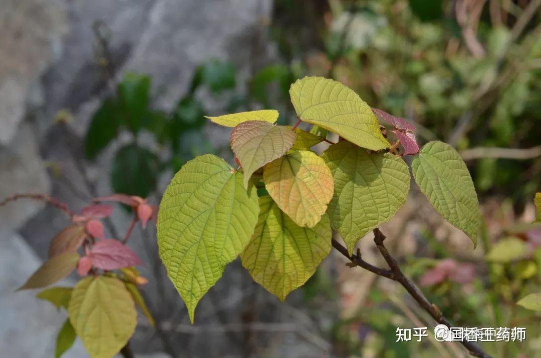 广西草药红背山麻杆 | 珠海地产岭南中草药之三十 - 知乎