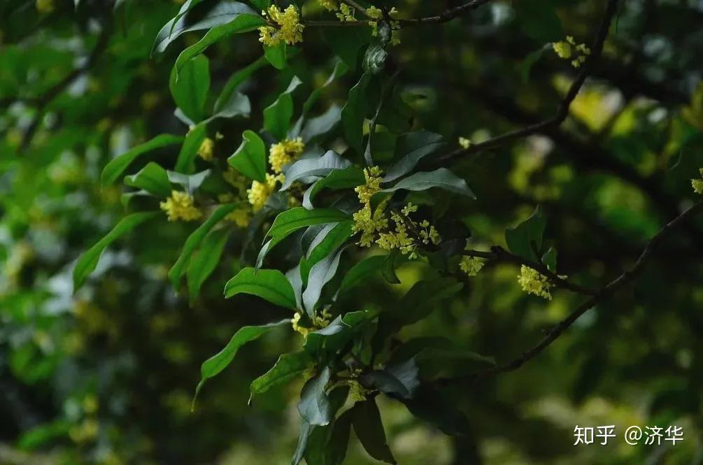 玉闪晶光莹润似珍珠,惹人喜爱露珠晶莹剔透,洁白无瑕草木间露从今夜白