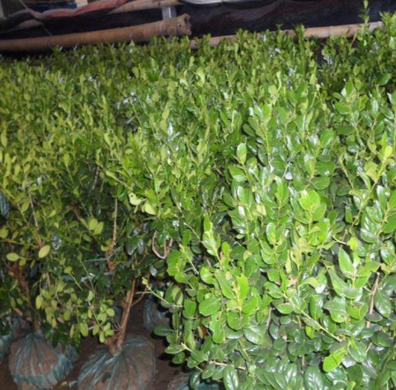 枸骨的养植方法和注意事项 - 知乎