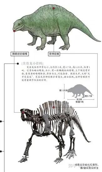 恐龙王国之湖南恐龙-芙蓉龙并非恐龙,而是属于主龙类,这一类群包括了鳄鱼、恐龙以及翼龙等动物的祖先。 - 知乎