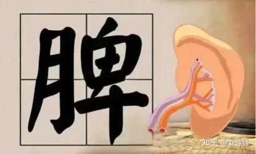 脾虚湿气重的症状有哪些表现? - 知乎