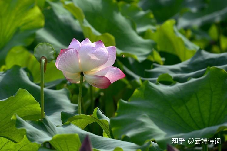 古诗词里的荷花香,四顾山光接水光,凭栏十里芰荷香 - 知乎