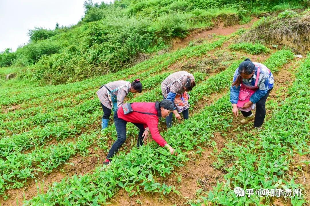 黔地多灵药贵州赫章种植药材发药财