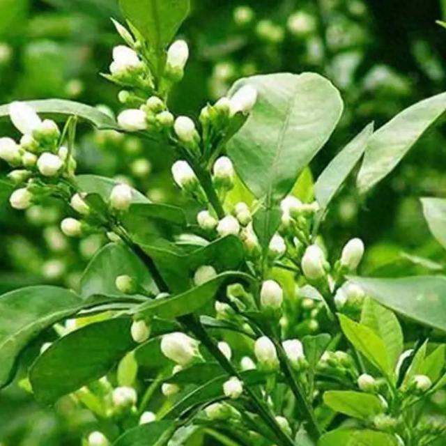 药食同源——代代花 - 知乎