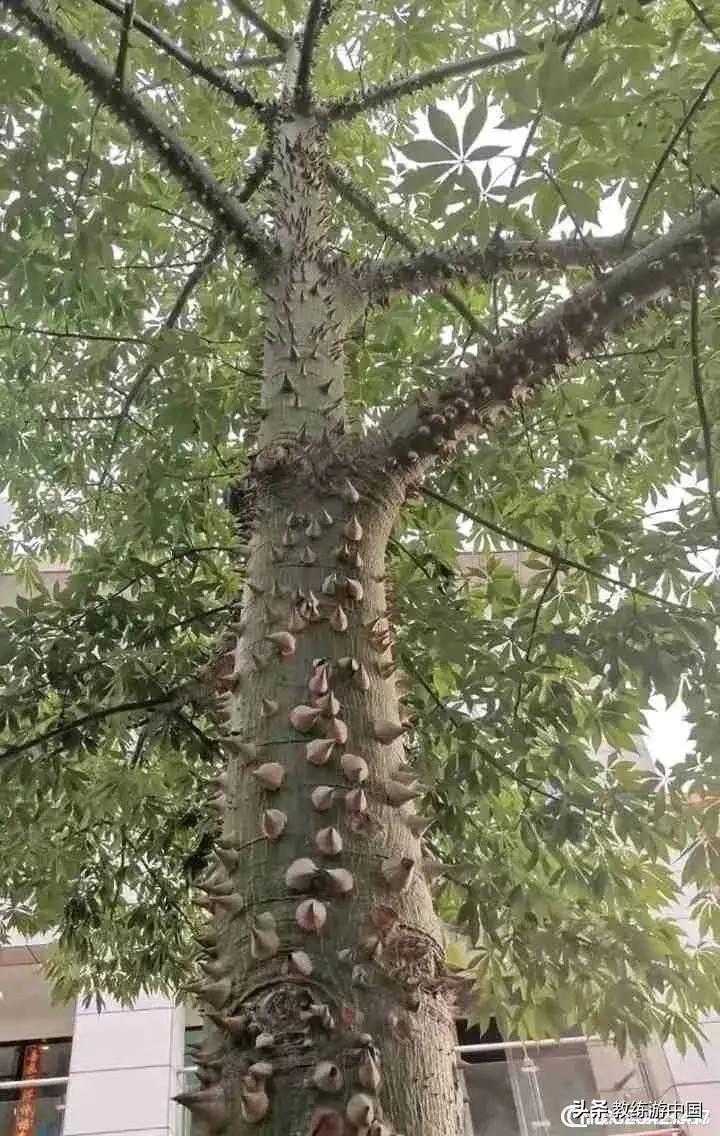 有带刺的树是什么树? 