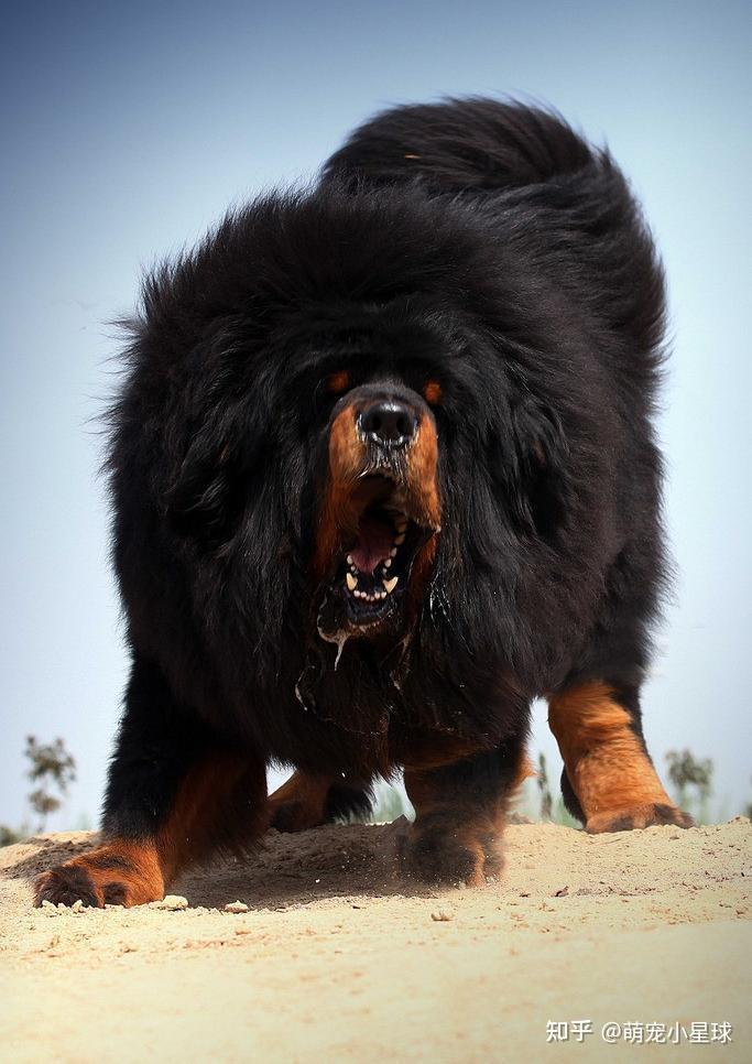 獒犬有哪些? - 知乎