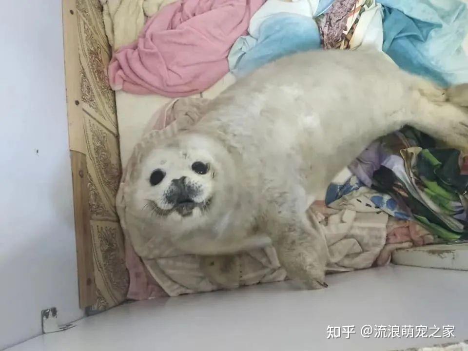 小海豹因可爱被摸至死,围观群众:我摸她还不是因为喜欢它? - 知乎