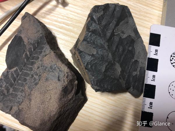 二叠纪植物的穿越者大羽羊齿