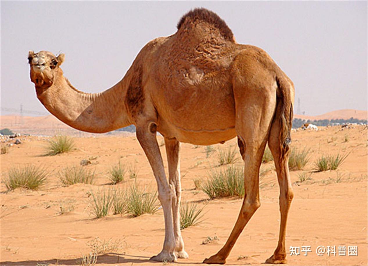 骆驼蓬-中药学-医学