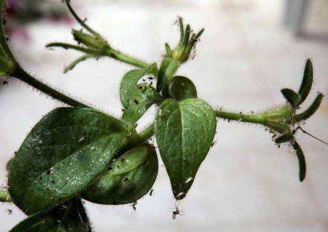花盆里有小飞虫怎么办 3招消灭小飞虫 知乎 花盆里有小飞虫怎么办 3招消灭小飞虫 知乎