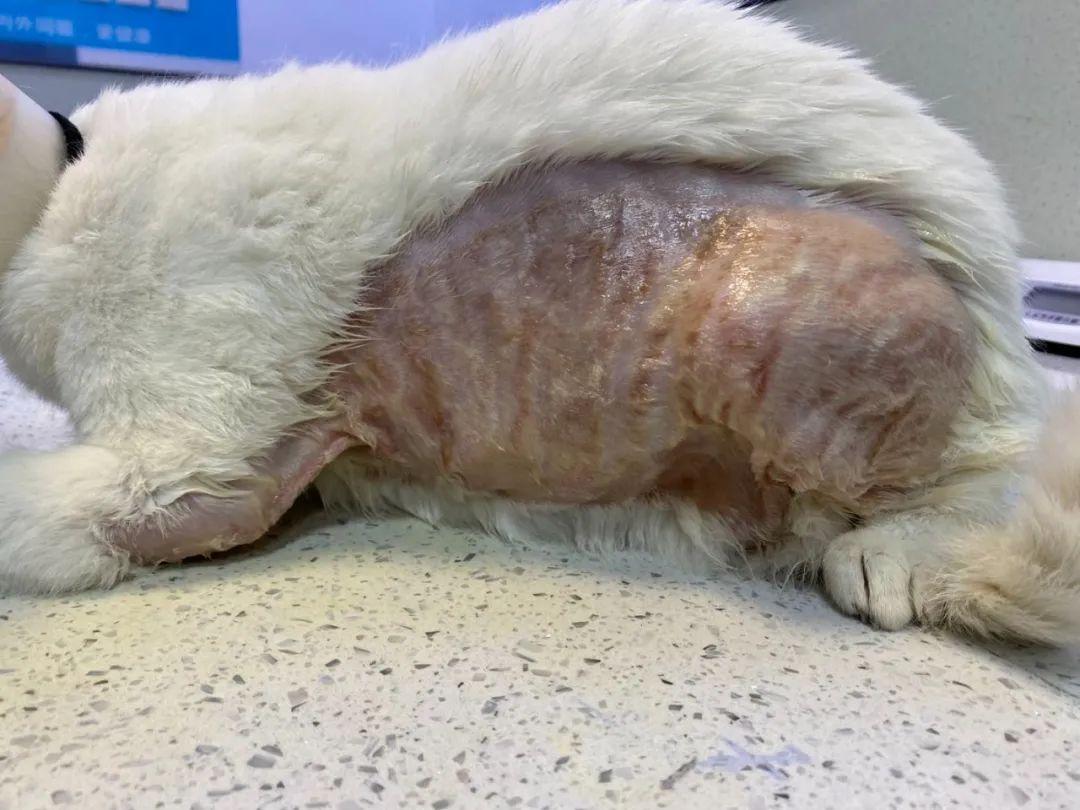 哈皮哈尼科普丨某蓝洗衣液差点害死我家宠物