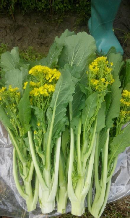 太好啦现在的迟菜心真是甜过初恋