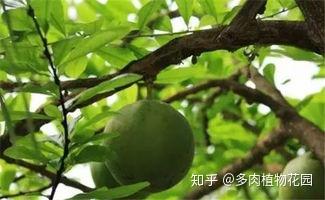 v2-4e856030a0d4bb700c44b9534d4a94b0_b.jpg