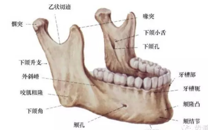 健康科普 | 口腔颌面医学影像:口腔健康的侦察兵 - 知乎